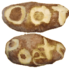 Guess why they're potatoes!